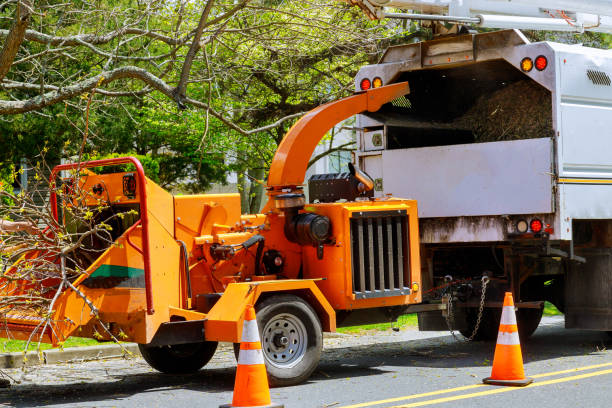 Professional Tree Service in Heflin, AL